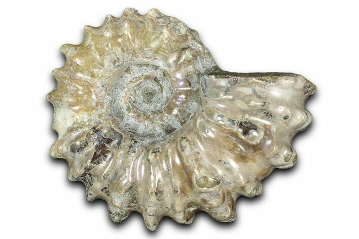 Bumpy Ammonite (Douvilleiceras) Fossil - Madagascar #343828